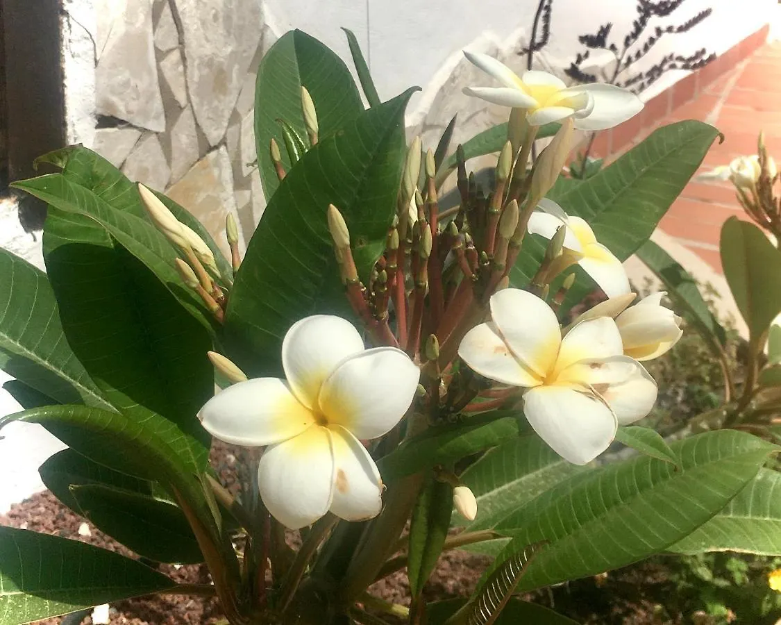 Cosy Flat Near Golf Club - Heated Pool, Terrace, Garden, Wi-Fi Apartment San Miguel de Abona Spain
